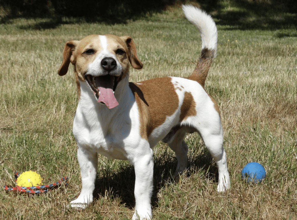 jack Russell opvoeden